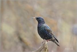 <p>ŠPAČEK OBECNÝ (Sturnus vulgaris) ---- /Common starling - Star/</p>